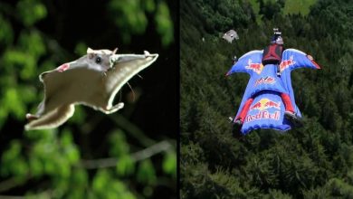 وینگ سوت در حیوانات